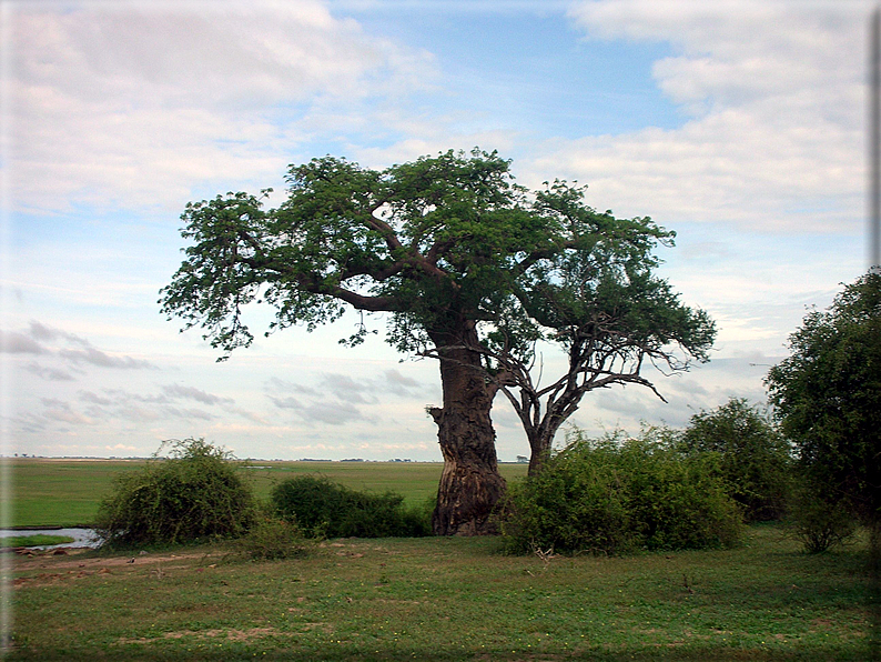 foto Parco nazionale del Chobe